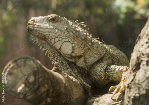 Iguana in the zoo open, Thailand © chokniti