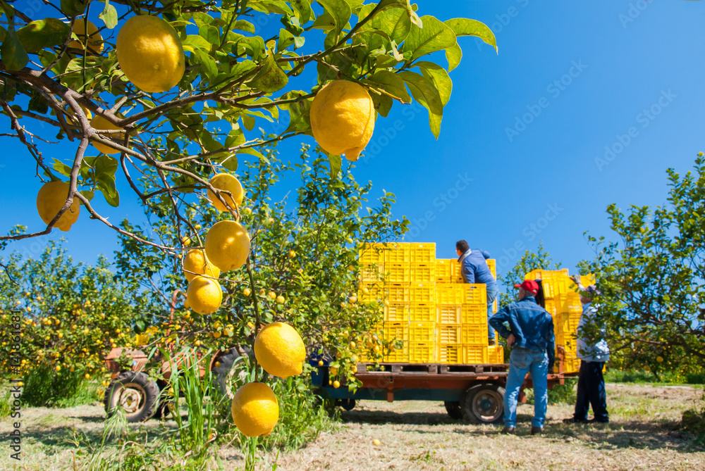 Closeup view of lemons on tree and pickers at work in the background