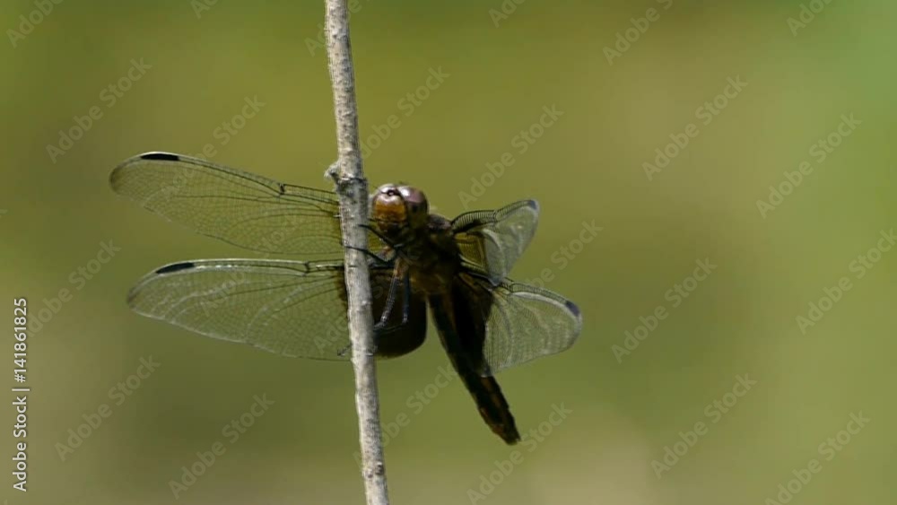 Dragonfly lands on a prairie grass then flies away. Dragonfly lands on a prairie grass then flies away.