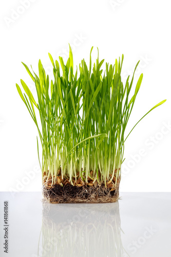 young grass