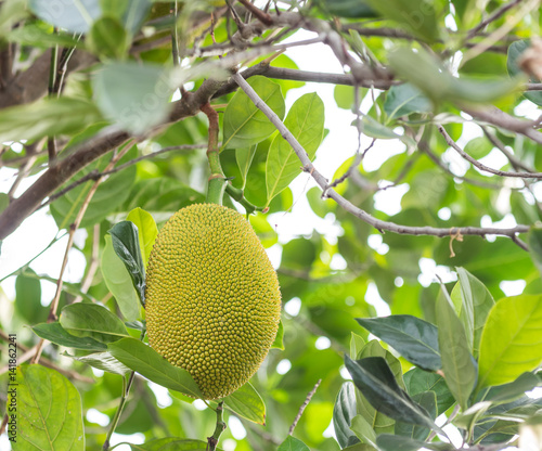 Jackfruit on tree.