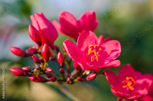 Flowering Bushes With Pink Flowers