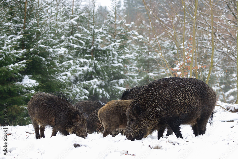 Schwarzwild im Winter