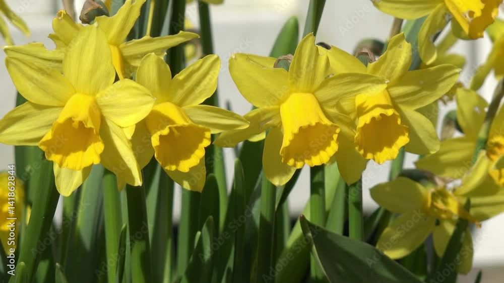 daffodil in the nature daffodil in the nature