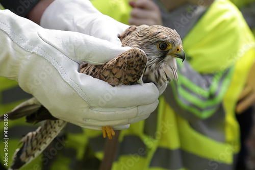 Common Kestrel, Falco tinnunculus, in the hands of a veterinarian photo