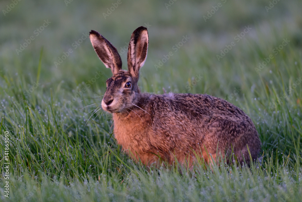 Fototapeta premium Feldhase w Wiese