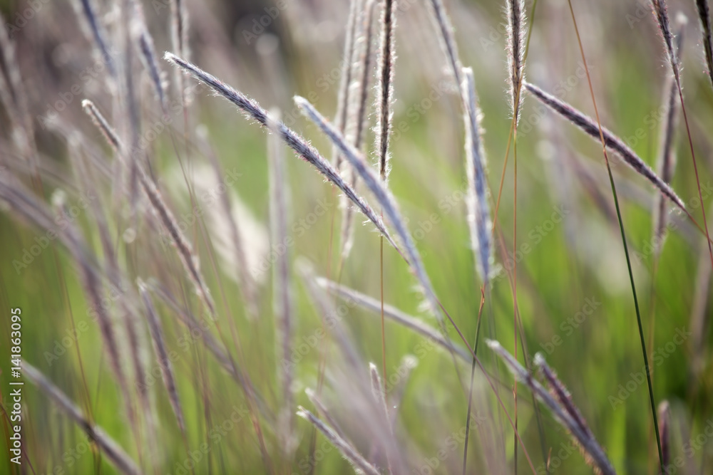 autumn reeds grass background texture autumn reeds grass background texture