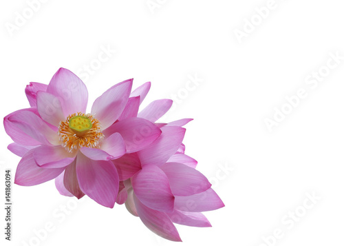 bouquet of lotus flower isolated on white background with copyspace.