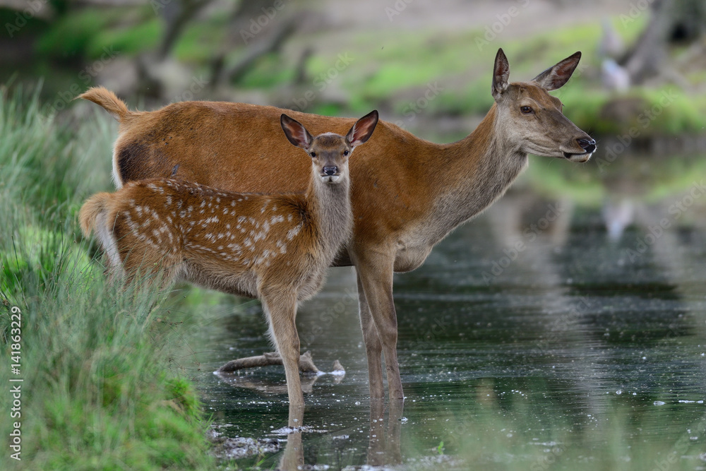 Fototapeta premium Rotwild mit Kalb am Teich