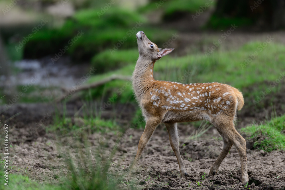 Rotwild Kalb Rotwild Kalb
