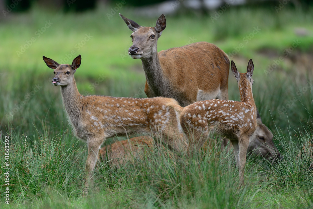 Fototapeta premium Rotwild mit Kälber