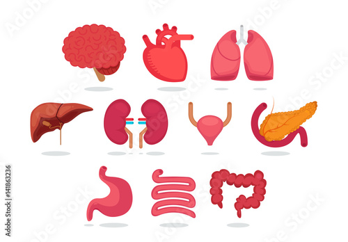 Organ vector illustration