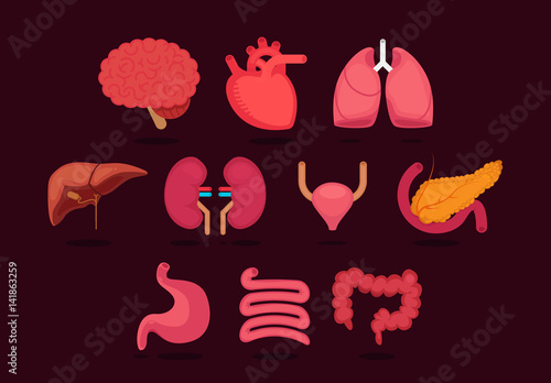 Organ vector illustration
