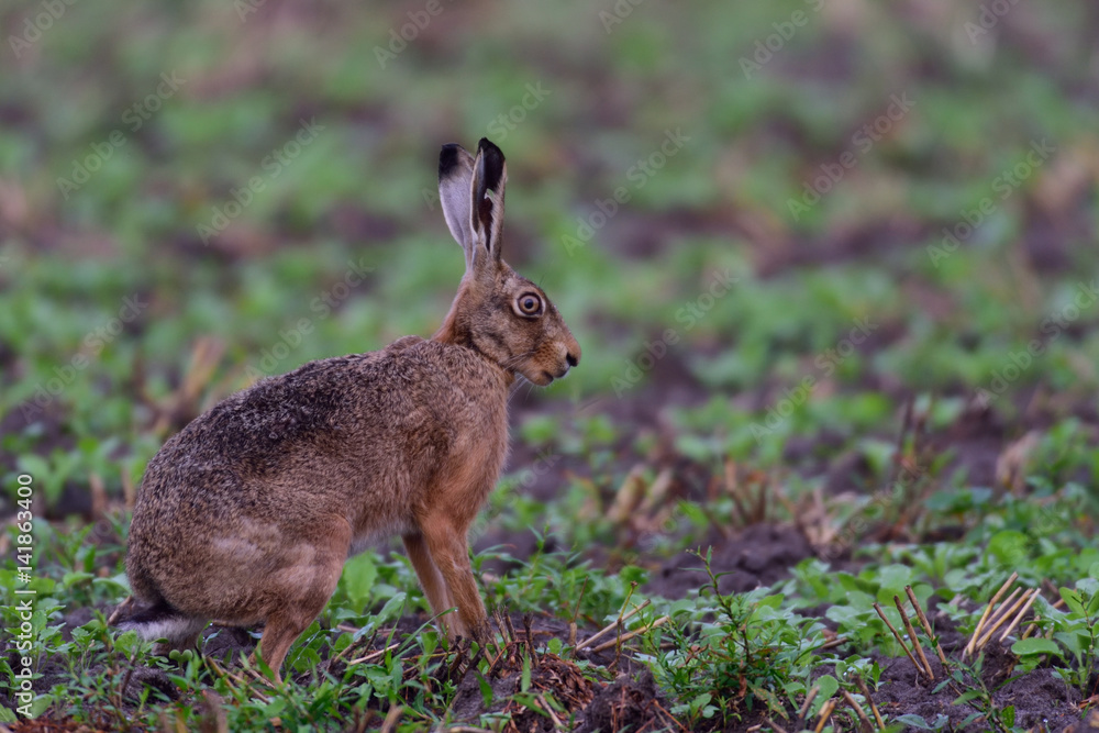 Fototapeta premium Feldhase