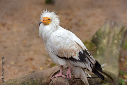 Obraz na plátně Nice white vulture (Neophron percnopterus) at the zoo, Tallinn, Estonia
