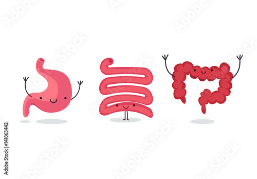 Organ vector illustration