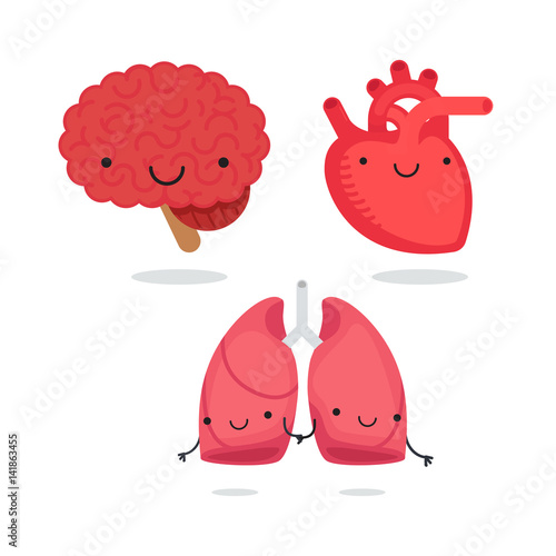 Organ vector illustration