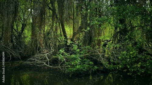 Eco adventure tour through mangrove forest. Peaceful and exciting boat riding among trees and green vegetation in swamps and river of Sri Lanka coastal wetland area