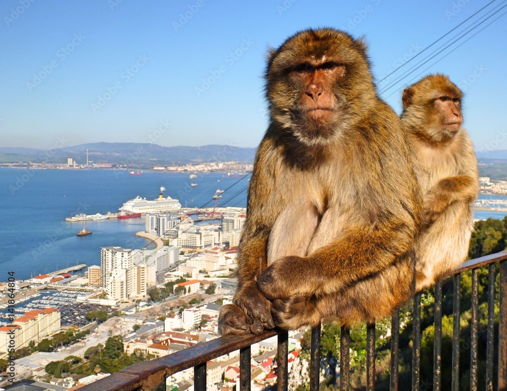 Naklejka premium Two Barbary macaques in Gibraltar sitting on a railing