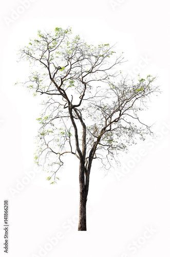 Tree isolated against a white background. © suphatphong