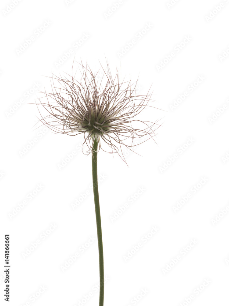 Unusual flower of bulbous plant Unusual flower of bulbous plant