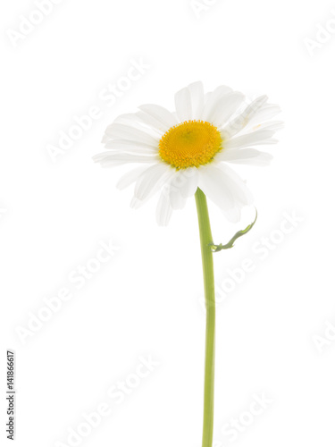 Wallpaper Mural Chamomile with a thin stem Torontodigital.ca