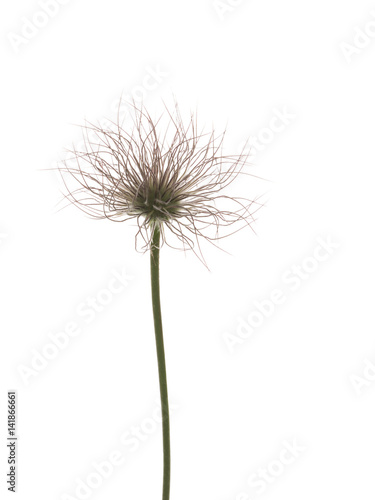 Fototapeta Naklejka Na Ścianę i Meble -  Unusual flower of bulbous plant