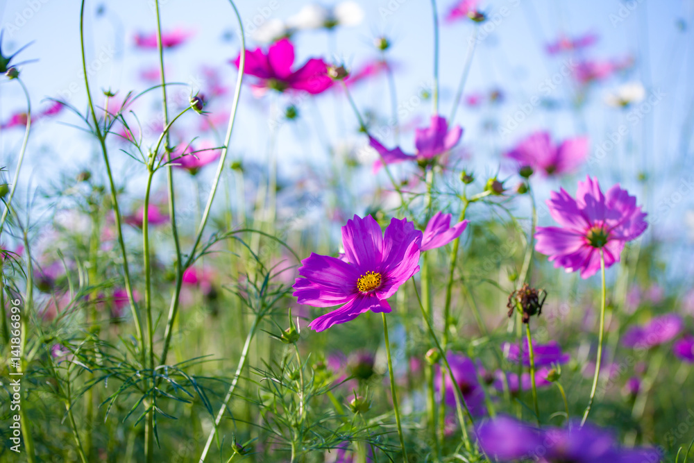 Fototapeta premium Beautiful Cosmos Flower Background