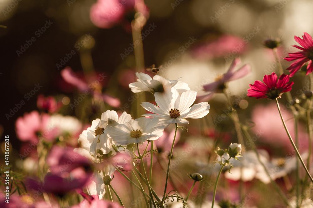 Obraz premium Beautiful Cosmos Flower Background