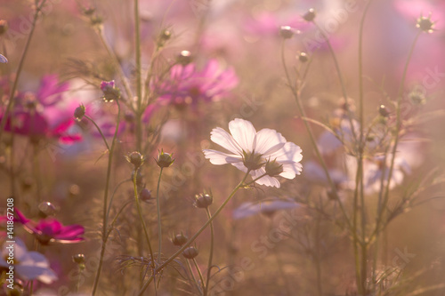 Beautiful Cosmos Flower Background