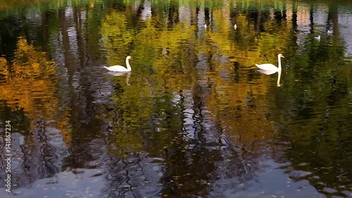 Two swans swim in the lake photo