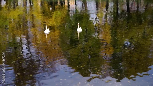 Swans swim in the lake photo