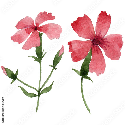 Wildflower carnation flower in a watercolor style isolated.