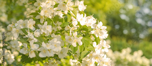 Canvas Print Jasmin, Blüten, Landschaft, Panorama