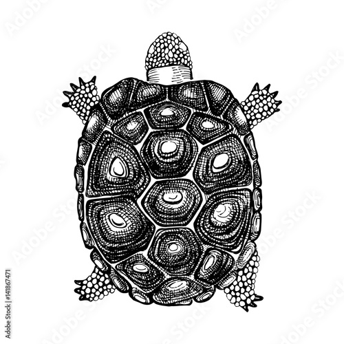 Hand drawn turtle