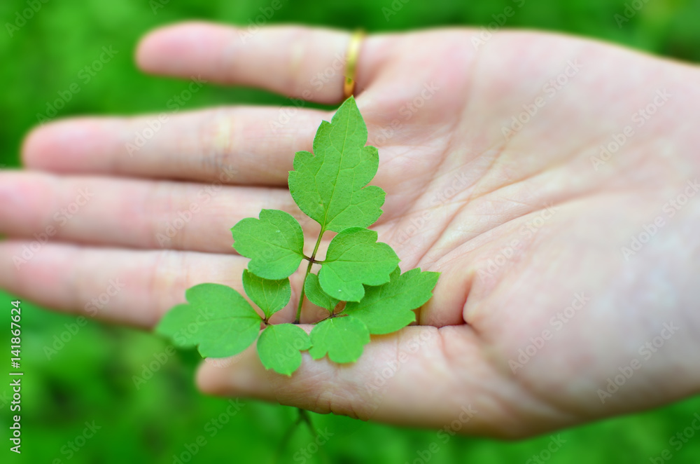 Beautiful green leaf on a girl's hand Beautiful green leaf on a girl's hand