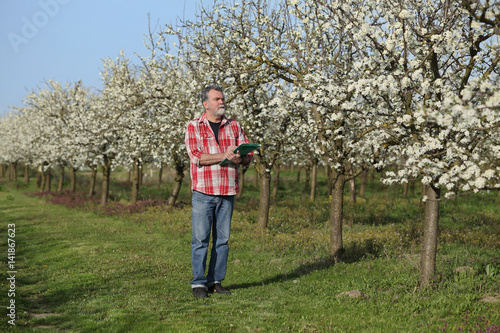 Farmer or agronomist examine blossoming plum orchard and writing © sima
