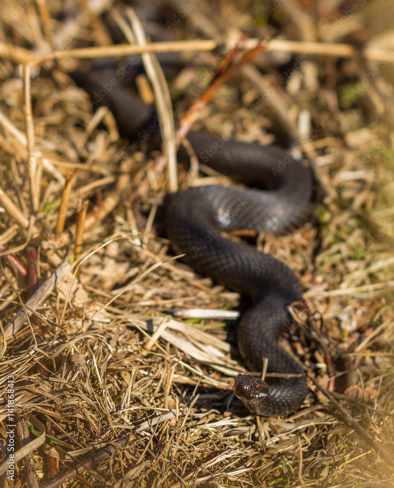 Obraz premium Dark colored European Adder, Vipera berus, head in focus, body blured Norway