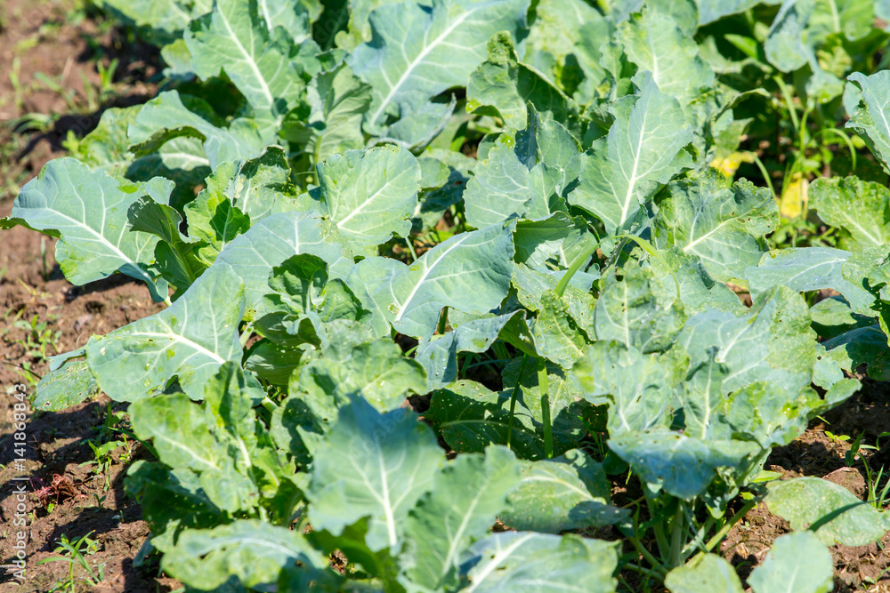 Kale vegetable in garden Kale vegetable in garden