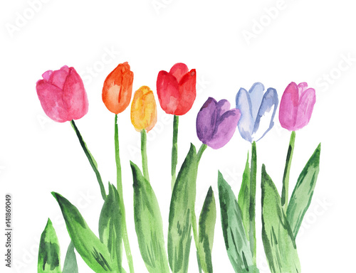 Abstract hand painted watercolor background with tulip flowers
