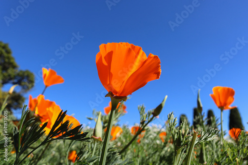 Fototapeta Naklejka Na Ścianę i Meble -  California poppy flower. View looking up towards blue sky.