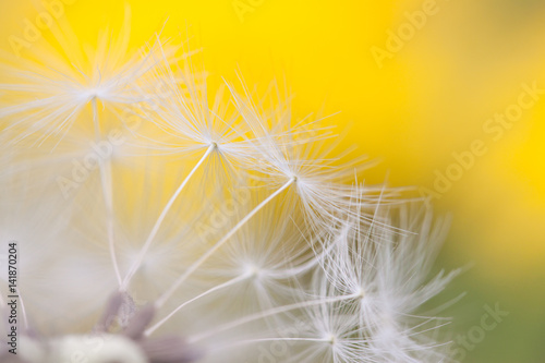 makro vom samen der pusteblume löwenzahn kurz bevor es davon fliegt © HERREPIXX