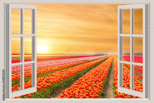 Window with beautiful spring tulips flowers garden in Netherlands.