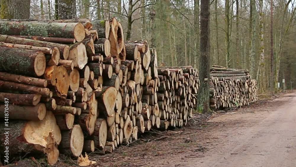 Already sawn old trees in the forest, logging site Already sawn old trees in the forest, logging site