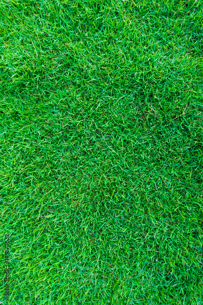 Nature green grass background Nature green grass background