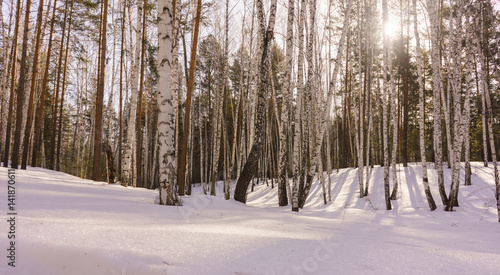 Winter Birch Wood © Supertrooper