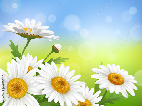 Summer meadow with realistic daisy, camomile flowers on transparent background. Vector illustration