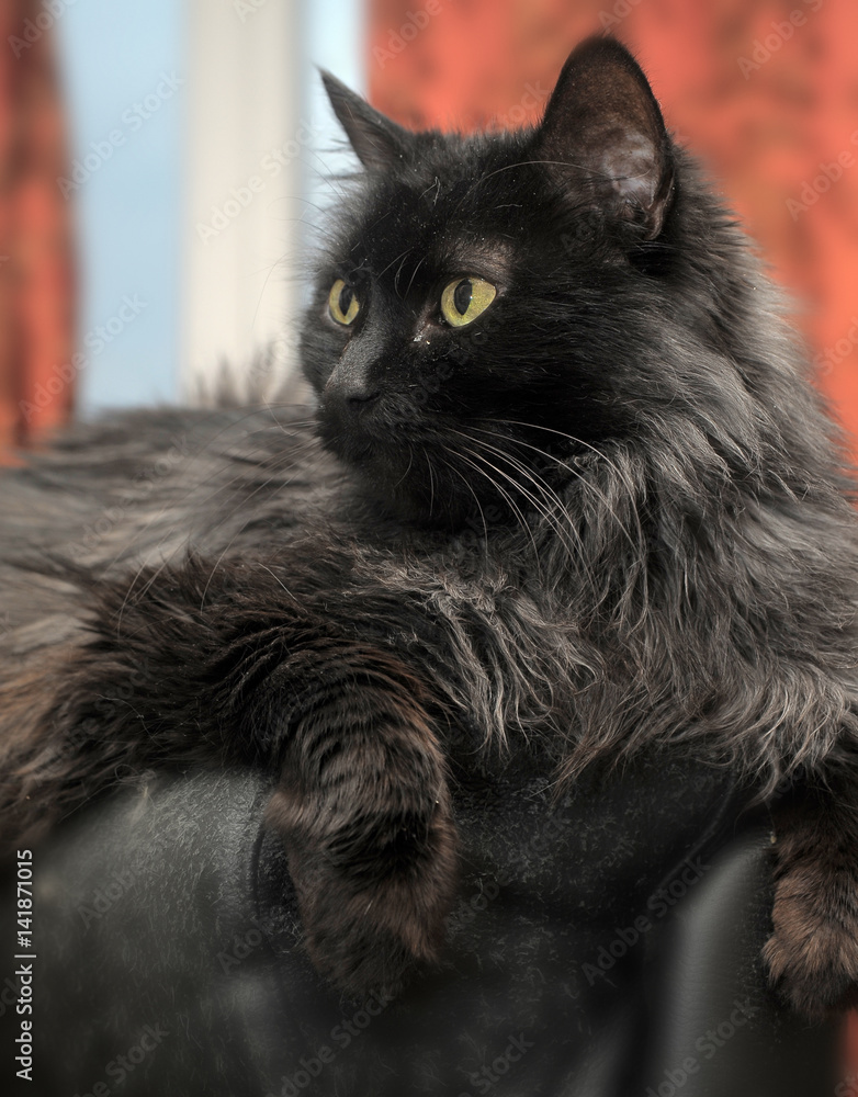 Portrait of a beautiful black Chantilly Tiffany cat at home . Stock