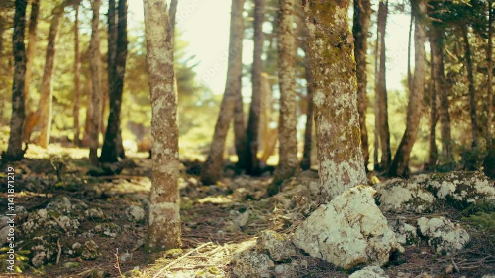 Tracking a sunlit pine forest on a bright spring morning Tracking a sunlit pine forest on a bright spring morning