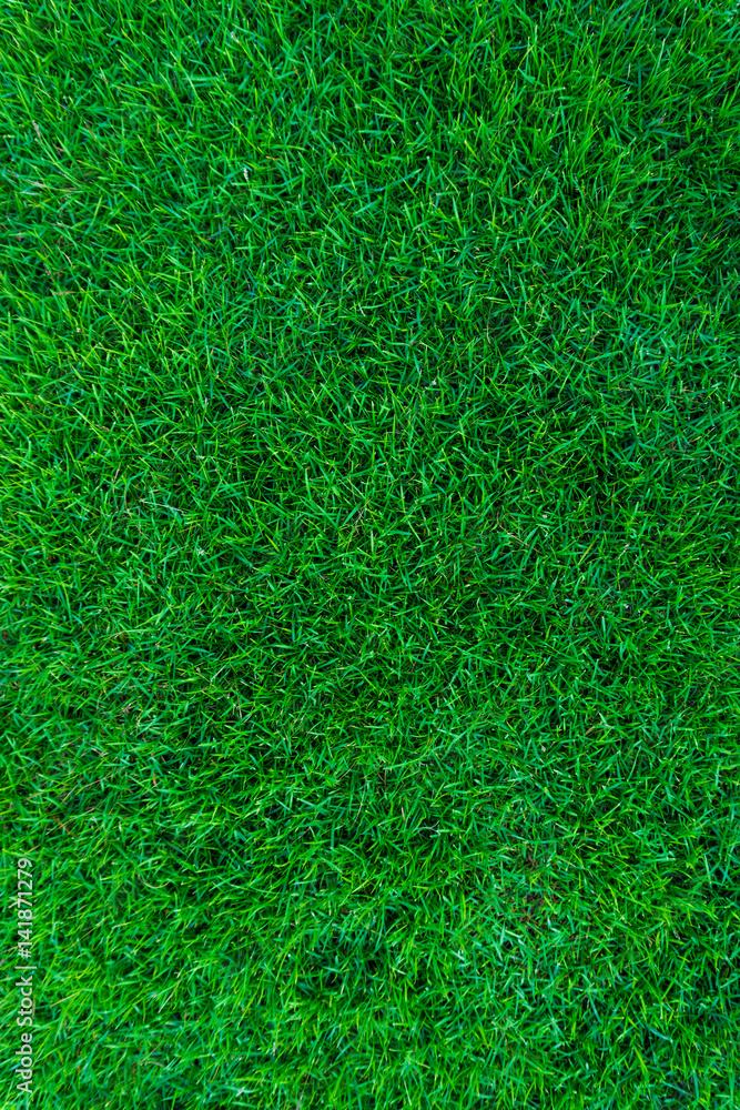 Nature green grass background Nature green grass background